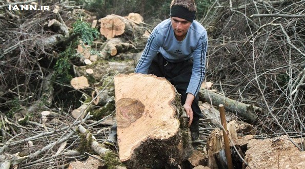 ابتکار: بهره برداری از جنگل های طبیعی تا ۱۰ سال آینده متوقف می شود