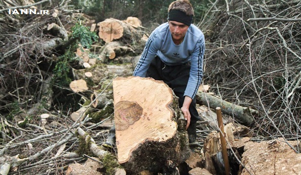 ابتکار: بهره برداری از جنگل های طبیعی تا ۱۰ سال آینده متوقف می شود