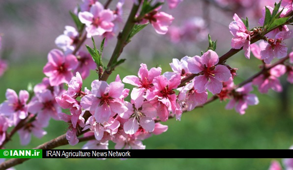 گزارش تصویری/ شکوفه های بهاری