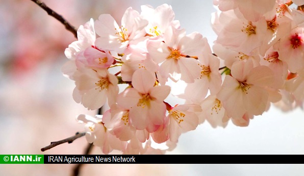 گزارش تصویری/ شکوفه های بهاری در استانهای خراسان رضوی، سمنان، قزوین