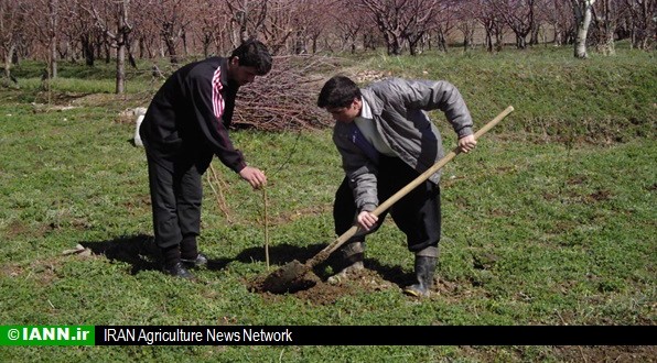 ۱۵ اسفند روز درختکاری در ایران و نگاهی به این فرهنگ در روسیه