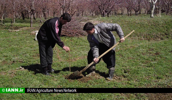 توزیع ۴۰۰ هزار اصله درخت در فارس