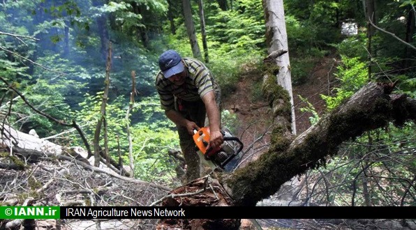 قطع ۱۰۰۰ درخت شمشاد در شمال/اعتبارات حفاظتی سازمان جنگل‌ها پرداخت نشده است