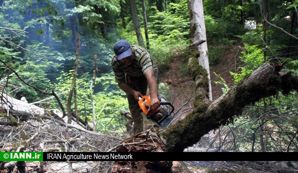ویدئو/ تیغ تیز منفعت به جان درختان جنگلی