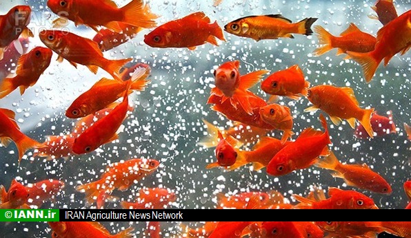 از بین رفتن سالانه ۵ میلیون ماهی قرمز به دست شهروندان