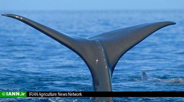 کشف لاشه نهنگ ۱۳ متری در سواحل عسلویه