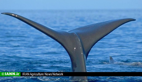 کشف لاشه نهنگ ۱۳ متری در سواحل عسلویه