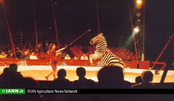 فرصت دو ساله به سیرک ها برای حذف حیوانات از نمایش ها