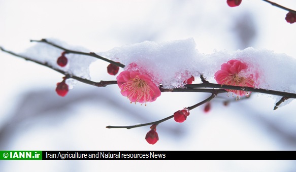 گزارش تصویری/ بارش برف بهاری – استانها