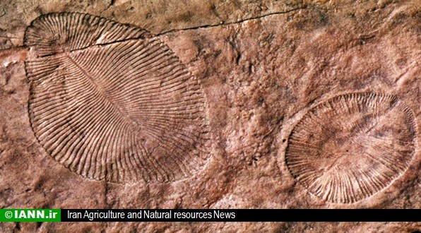 تحویل فسیل ماموت کشف شده در منطقه بیله سوار به سازمان محیط زیست