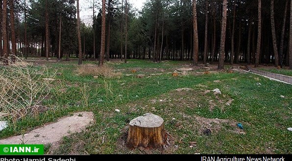 فیلم/ قطع درخت در بلوار کوهسار تهران