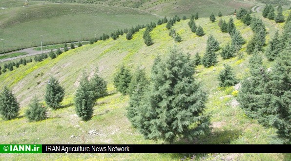 طرح جنگل‌کاری اقتصادی مشارکتی در اراضی چپقلی در حال اجرا است