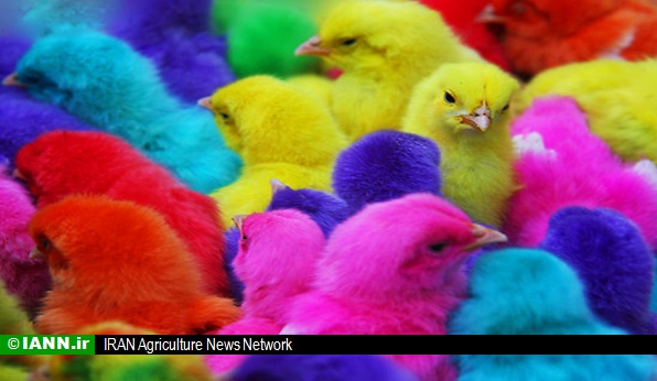 تولید بیش از ۲۶۰۰ تن گوشت مرغ درشهرستان داراب
