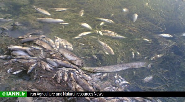 ورود فلزات سنگین به دریا تهدیدی برای ماهی ها