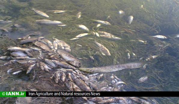 ورود فلزات سنگین به دریا تهدیدی برای ماهی ها