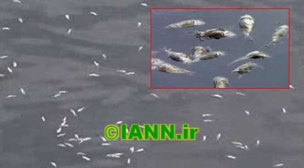 مرگ بیش از یک هزار قطعه ماهی در مهاباد