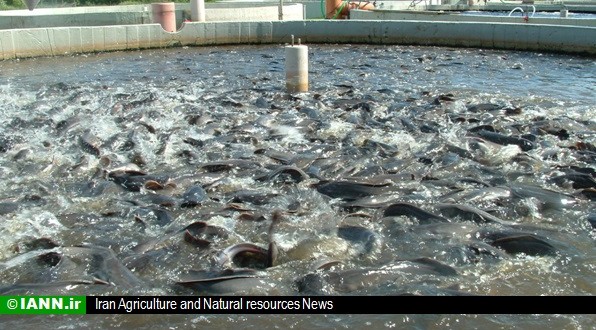 ویدئو/ آغاز صید ماهی های گرمابی در قصرشیرین
