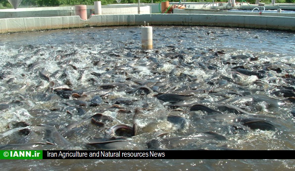 ویدئو/ آغاز صید ماهی های گرمابی در قصرشیرین