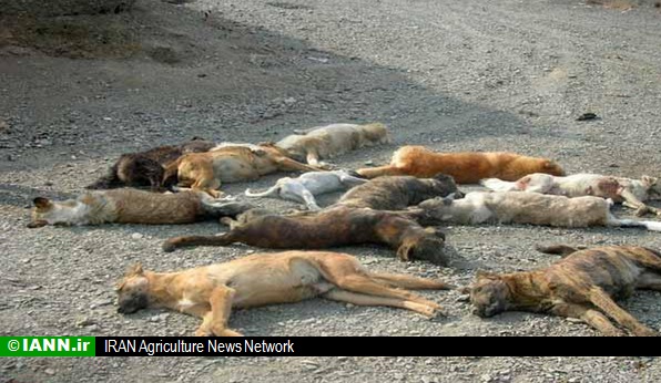 سازمان محیط زیست در کنار معترضان به سگ کشی است