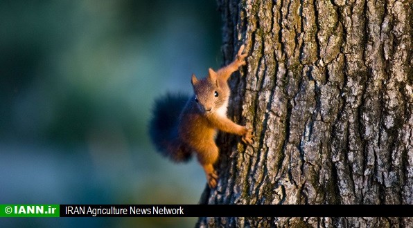 سنجاب های مهاجر تهدیدی جدید برای باغستان ها