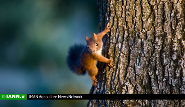 سنجاب های مهاجر تهدیدی جدید برای باغستان ها