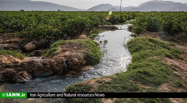 منابع آبی به جیب دلالان کشاورزی سرازیر می‌شوند