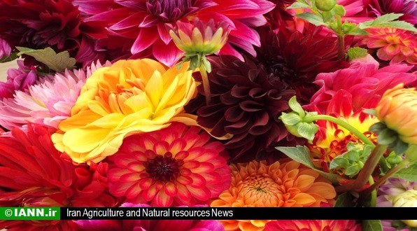ویدئو/ جشنواره گلهای داودی در باغ گیاه شناسی ملی