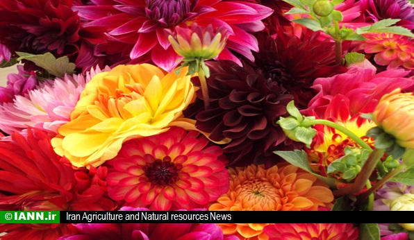 گزارش تصویری/ سیزدهمین نمایشگاه بین المللی گل و گیاه