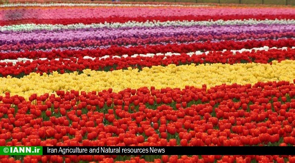 ویدئو/ تولیدکنندگان گل و گیاه ایرانی در نمایشگاه روسیه