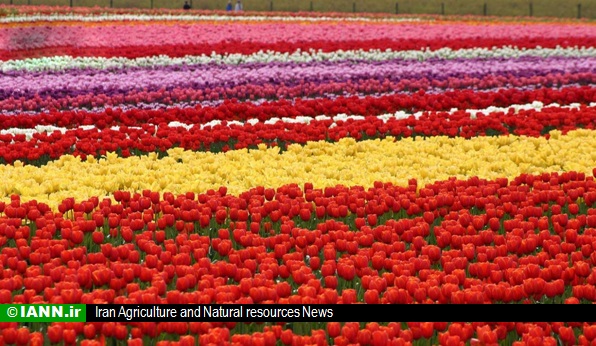 ویدئو/ تولیدکنندگان گل و گیاه ایرانی در نمایشگاه روسیه