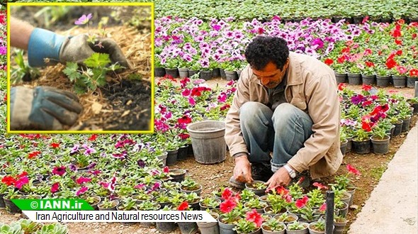 ویدئو/ ایران قطب تولید گل و گیاه در منطقه