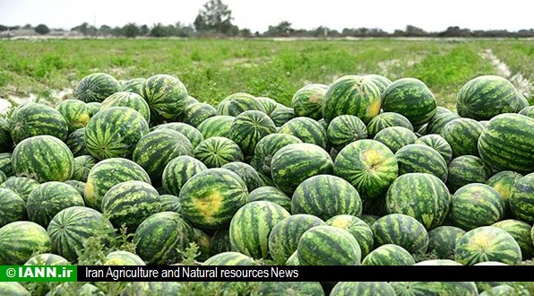 وزارت جهاد آب‌بر بودن کشت هندوانه را رد کرد/ تولید کاهش نمی‌یابد