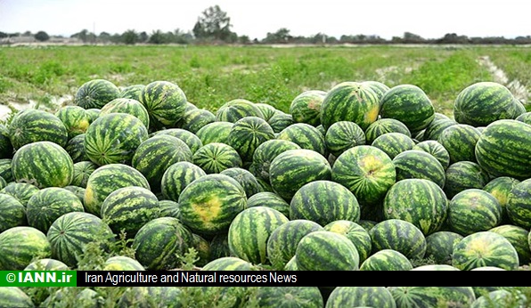 وزارت جهاد آب‌بر بودن کشت هندوانه را رد کرد/ تولید کاهش نمی‌یابد