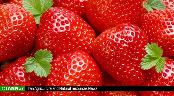گزارش/ عطر توت فرنگی در مزارع مازندران پیچید