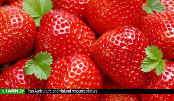 ویدئو/ روش جدید تولید توت‌ فرنگی در ایران