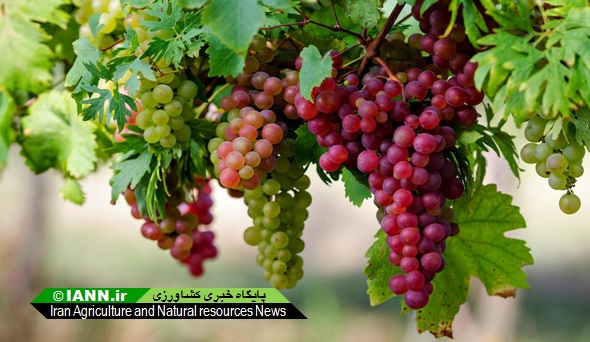 پیش‌بینی برداشت ۷۰ هزارتن انگور در اصفهان