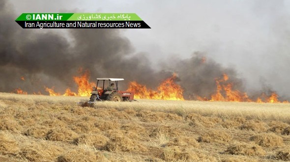 گزارش تصویری/ آتش سوزی در مزارع گندم کوهدشت