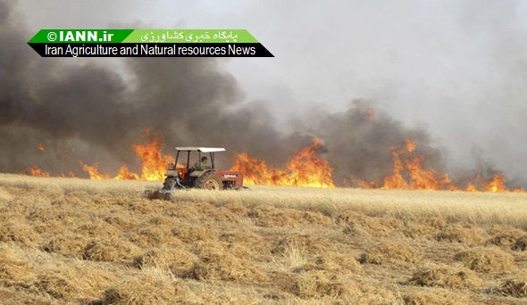 کشاورزان بقایای گندم ها را در مزارع آتش نزنند