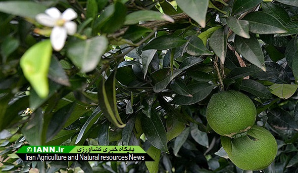 پیش بینی تولید بالغ بر ۲۰۰ هزار تن لیمو شیرین در قیروکارزین