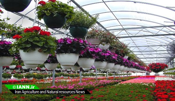 گزارش تصویری/ آماده سازی ۱۳۰ هزار گل در گلخانه های بجنورد