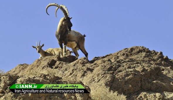 طاعون نشخوارکنندگان دست‌کم ۳۱۱ حیوان را در هفتاد قله اراک از بین برد