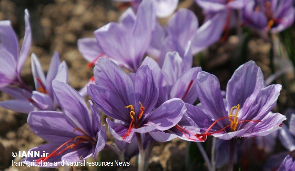 زوم عکاسان خبرگزاری های جهان روی گل زعفران تربت حیدریه