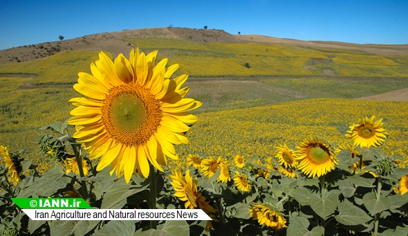 گزارش تصویری/ مزرعه گلهای آفتابگردان