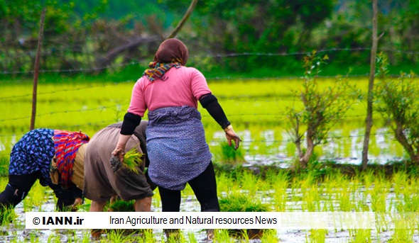 گزارش تصویری/ مزارع برنج و چای شهر رانکوه