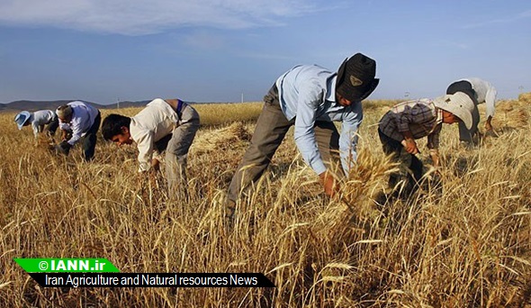 ویدئو/ افزایش تولید گندم در استان های مختلف