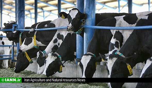 حجتی: ورود نژاد سیمنتال مشکل کمبود شیر و گوشت گاوی را رفع می کند