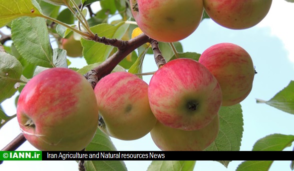 صادرات سیب استان فارس به قطر کلید خورد