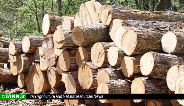اجرای طرح توسعه زراعت چوب در اراضی مستثنیات شهرستان زرین دشت