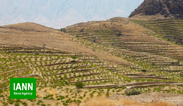 ۵۰درصد زمین‌های کشاورزی ایران دیم است