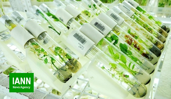 بانک ژنتیک گیاهی ثبت جهانی می‌شود